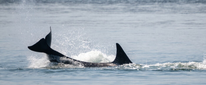 Orcas T124A’s by Waldron and Prolific Wildlife Orcas T124A’s by Waldron and Prolific Wildlife