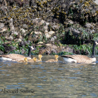 Wildlife watching sailing tour