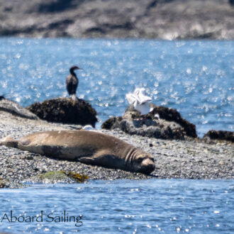 A rare elephant seal sighting