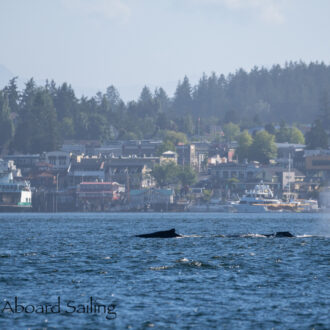 Humpbacks BCY0324 “Big Mama” and BCX173 “Valiant” pass Friday Harbor