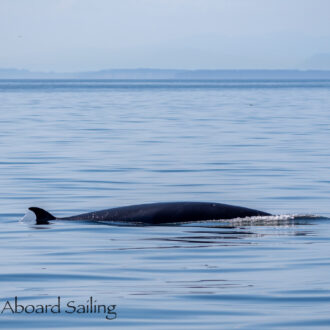 Our first minke whale encounter this year