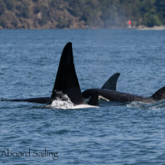 Epic sail with 32 Biggs/Transient Orcas!