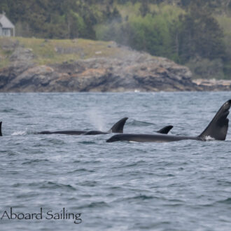 T65 orca family reunion including T63 “Chainsaw”! plus Humpback whale BCZ0410 “Anvil”