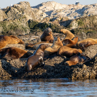 Sunset sail with eagles, seals and sea lions