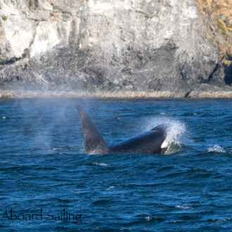 Biggs/Transient Orcas T123’s by Henry Island