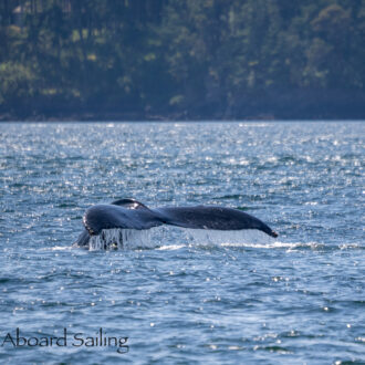 Humpbacks BCX1068 “Split Fluke” and BCX1480 “Spotlight” outside Friday Harbor