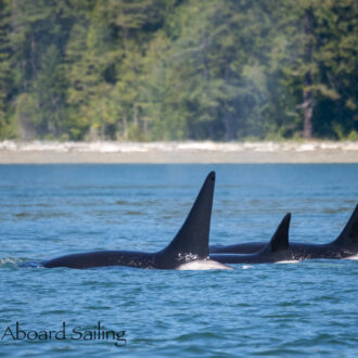 Biggs/Transient orcas T101’s in Rosario