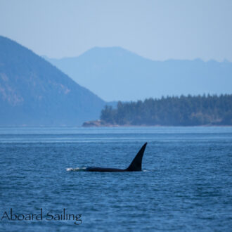 Biggs/Transient Orca T124C near Skipjack and Sucia