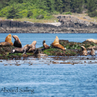 Sail down to Salmon Bank