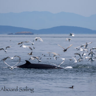 Minke whales & Humpback whale BCZ0298 “Split Fin”