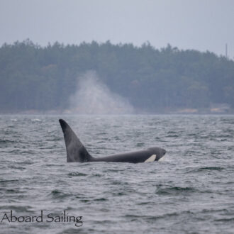 Biggs/Transient Orcas T123’s in San Juan Channel