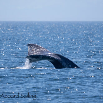 Gray Whale CRC2506, Minke Whales, and Sea Lions eating Skates