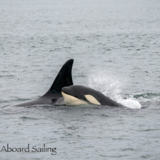 Biggs/Transient Orcas T124A’s and T124C, plus eagles, falcons, seals, otters and more!