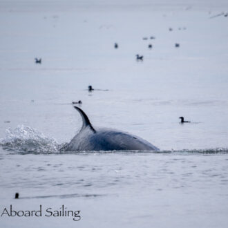 Minke Whale and Biggs/Transient Orcas T65A’s