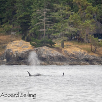 Special Memorial Sail and Biggs/Transient Orcas T36’s