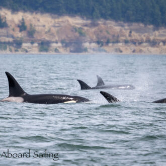 15 orcas socializing in Rosario Strait (T36’s, T65A’s and T99’s)