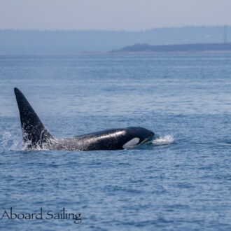 Biggs/Transient orcas T46B1’s, T46C2, T85’s and T137D west of MacArthur Bank