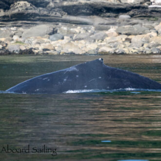 Biggs/Transient Orcas T46B1’s and T46C2 plus Humpback Whale BCY1137 “Crenel”