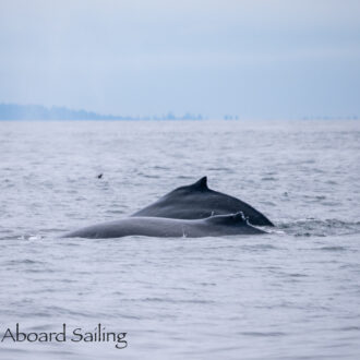 Humpback whale siblings BCX1057 “Divot” and BCZ0298 “Split Fin”