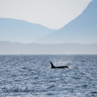 Sunset sail with views of Southern Resident J Pod Orcas