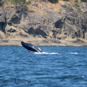 Southern Resident J Pod Orcas in Boundary Pass