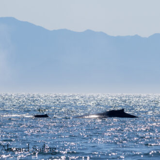 Magical foggy sail with Humpback whales BCX1057 “Divot” & BCZ0298 “Split Fin” plus Tufted puffins