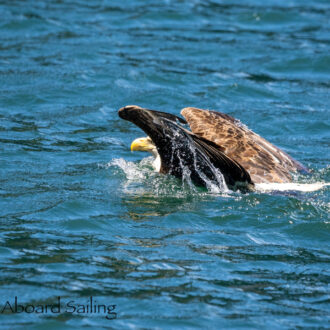 Full day sail around Orcas Island