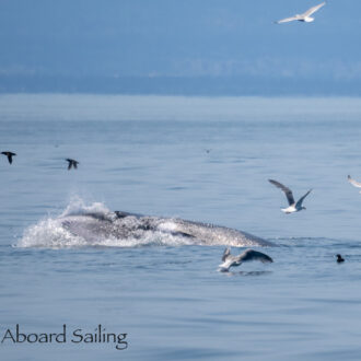 Minke whale and sea otter on Hein Bank and Southern Resident Orcas L12’s