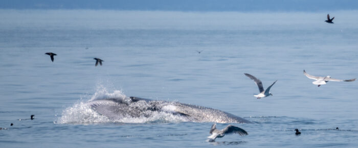 Minke whale and sea otter on Hein Bank and Southern Resident Orcas L12’s Minke whale and sea otter on Hein Bank and Southern Resident Orcas L12’s