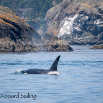 Biggs/Transient Orcas T99’s near South Lopez