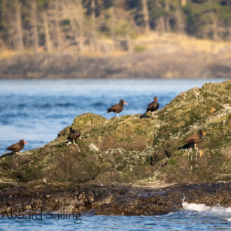 Sunset sail with eagles, seals, sea lions and more