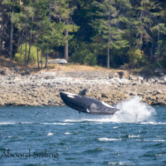 Biggs/Transient Orcas T65B’s in East Sound