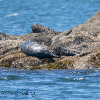 President Channel, White Rock and Flattop Island