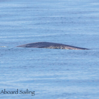 Orcas T36A’s and T37A’s by MacArthur Bank & two Minke Whales including possibly troubled Minke