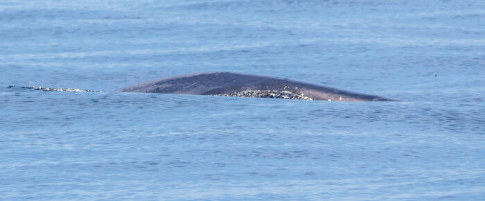 Orcas T36A’s and T37A’s by MacArthur Bank & two Minke Whales including possibly troubled Minke