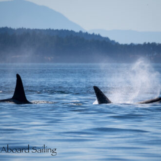 A whale of a sail with T49A’s, T65A’s, T65B’s, T77 with T77E