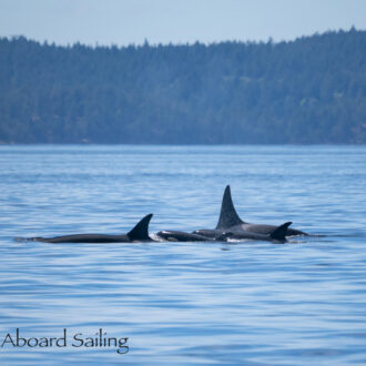 Biggs/Transient Orcas T65B’s in Boundary Pass