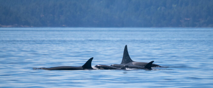 Biggs/Transient Orcas T65B’s in Boundary Pass