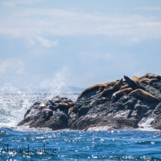 A salty sail to see a humpback whale