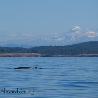 Minke whale on Salmon Bank and sail to Castle Rock