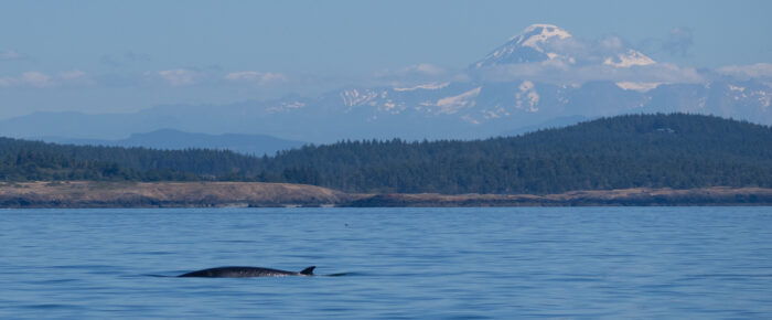 Minke whale on Salmon Bank and sail to Castle Rock