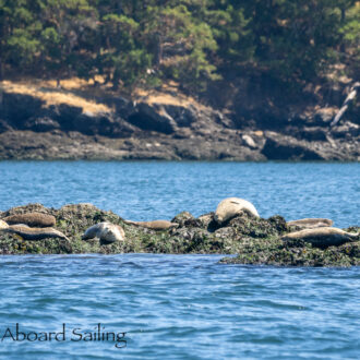 Short sail around the Wasp Islands