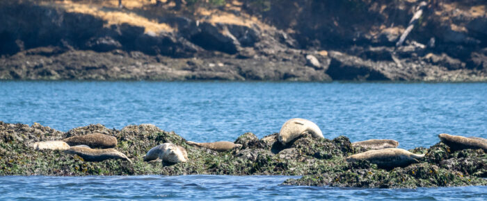 Short sail around the Wasp Islands