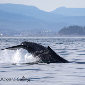 Humpback Whale BCX1333 “Ghost” with playful new calf