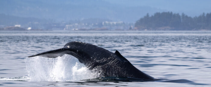 Humpback Whale BCX1333 “Ghost” with playful new calf