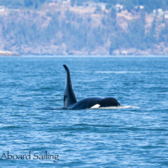Biggs/Transient Orcas T46’s in Rosario Strait