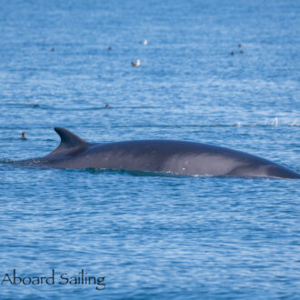 Three Minke Whales on Salmon Bank