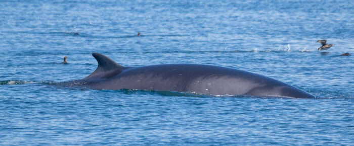 Three Minke Whales on Salmon Bank