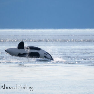 Biggs/Transient Orcas T34’s, T37’s and T65B’s near Skipjack Island