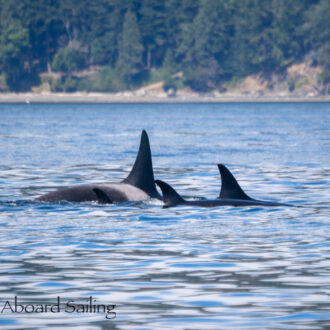 Biggs/Transient Orcas T65B’s inter-island